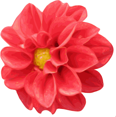 Dahlia flower vector