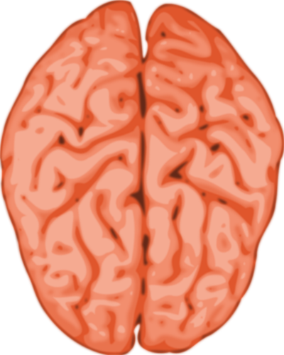 בתמונה וקטורית של מוח