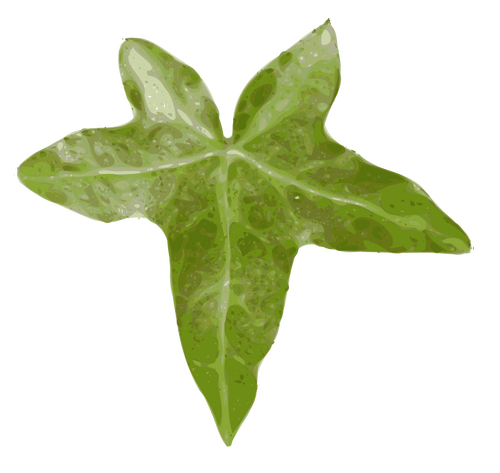 Hedera helix vector image