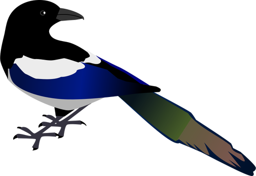 Coţofană pasăre vector imagine
