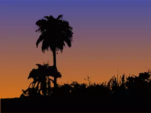 Palm stromy silueta vektorové kreslení