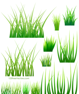 Campioni di erba verde