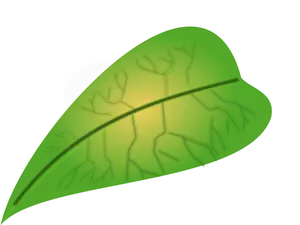 Meaty green leaf