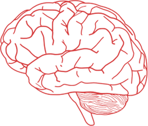 Vector afbeelding van zijaanzicht van het menselijk brein in roze