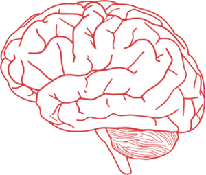 Vector image of side view of human brain in pink