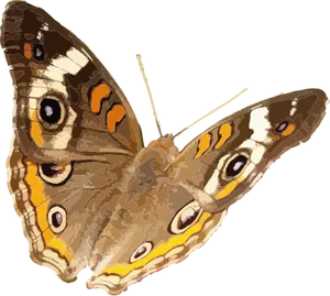 Buckeye sommerfugl vektor image