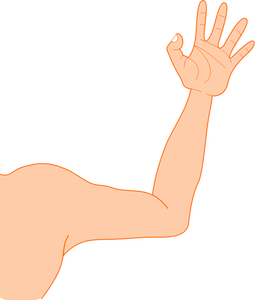 Vector illustration of thin male arm