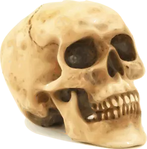 Illustrazione vettoriale fotorealistica cranio umano