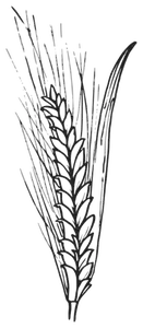 Kruipende bloem vector afbeelding