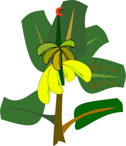 Albero di banana con il vettore di frutti maturi