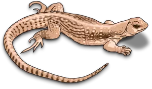 Illustration of brown lizard with shadows