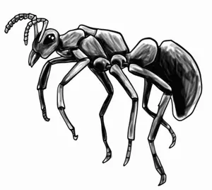Ant vector image