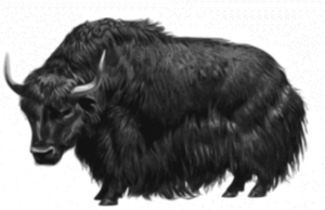 Vector drawing of a yak