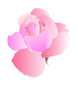 Lila och rosa ros