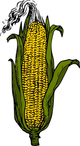 Mazorca de maíz amarillo