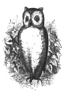 Sketsa Owl
