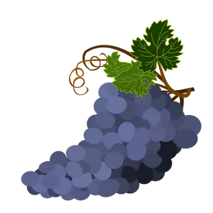 Gambar buah anggur ungu