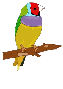 Värikäs lintu