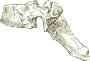 Tulang punggung dorsal