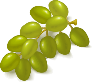 Green grapes vector image