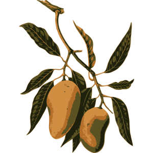 Fruta de mango en una rama