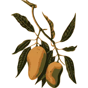 Mango frukt gren