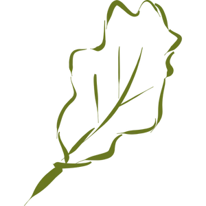 Hand-drawn image of oak leaf