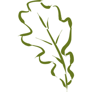 Hand-drawn oak leaf