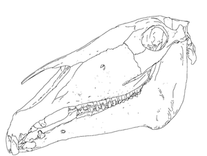 Vector image of horse head bones