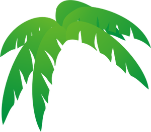 Palm's tree leaves vector illustration