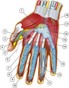 Anatomie der hand