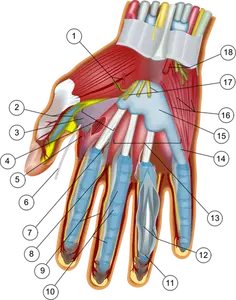 Anatomie van de hand