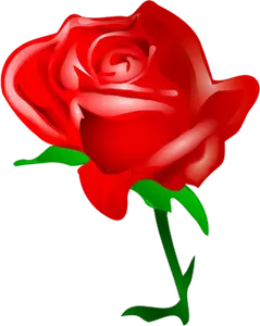 Rozkwitająca Róża czerwony