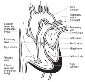 Illustrazione vettoriale del cuore e del corso del flusso di sangue attraverso le cavità cardiache.
