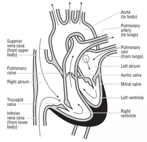 Vector ilustrare a inimii si curs de fluxul de sânge prin intermediul camerelor inimii.
