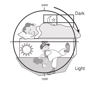 Vektor ilustrasi siklus cahaya gelap 24 jam