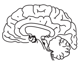 Creierul uman vector imagine