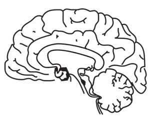 Human brain vector image