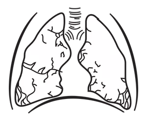 Människans lungor vektorbild