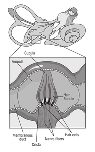 Vector afbeelding van hersenen