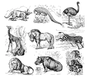 Animale africane vector de colectare