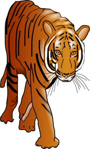 Tiger wild cat