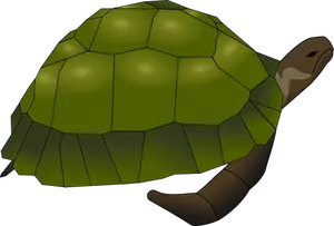 Illustraties van grote oude schildpad in groen en bruin