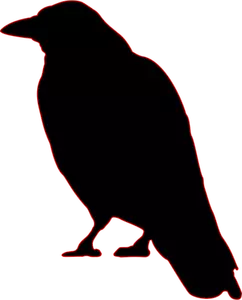 Silhouette image of a crow