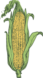 Orecchio di immagine vettoriale di mais in colore