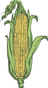 Telinga dari jagung vektor gambar di warna