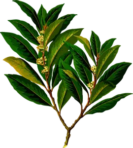 Evergreen plant