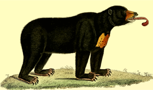 Illustrazione di vettore dell'orso