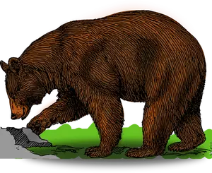 Barevný medvěd na procházce vektorové ilustrace