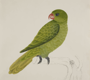Fuglen med grønne fjær på en tree armen vektor tegning